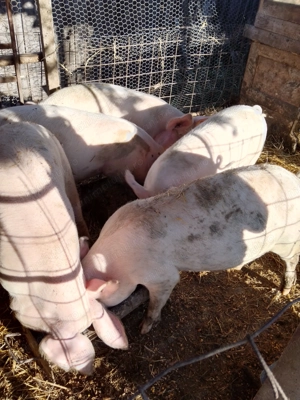 De Vanzare Porci - imagine 4