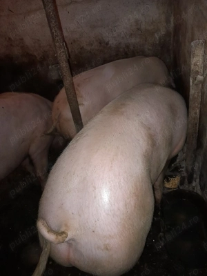 Vând porc  - imagine 2