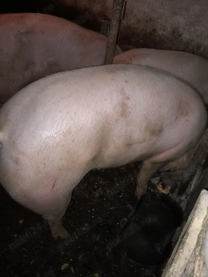 Vând porc  - imagine 4