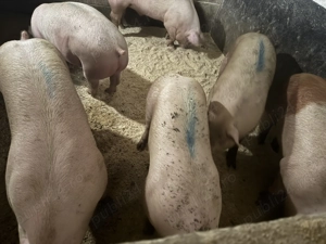 Porci de carne - imagine 3