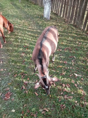 Vand 2 capre bune de lapte