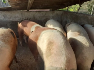 Vand porci crescuti cu cereale - imagine 2 Vand porci crescuti cu cereale - imagine 2