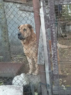 Dau 2 femele Shar pei gratis (mamă si fiică) - imagine 4