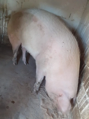 Vand porci crescuti cu cereale - imagine 3 Vand porci crescuti cu cereale - imagine 3