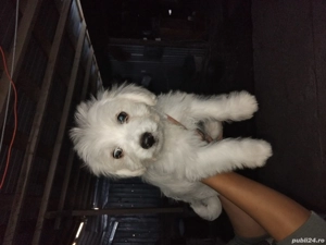 vand bishoni - imagine 2 vand bishoni - imagine 2