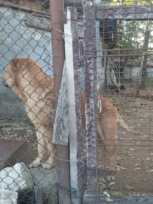 Dau 2 femele Shar pei gratis (mamă si fiică) - imagine 5