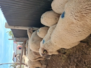 Vand 11 oi si 5 berbeci