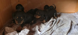 Căteluși Copoi Ardelenesc de vânătoare. - imagine 4