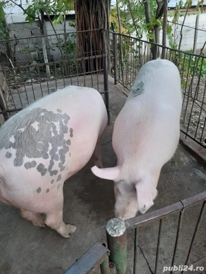 Porc de vanzare - imagine 2