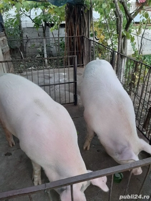 Porc de vanzare - imagine 3