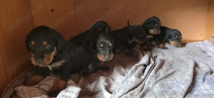 Căteluși Copoi Ardelenesc de vânătoare. - imagine 5