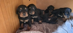 Căteluși Copoi Ardelenesc de vânătoare. - imagine 6