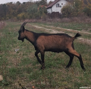 Țap alpin francez  - imagine 3