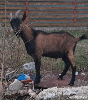 Țap alpin francez  - imagine 2