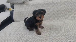 De vînzare patru cățeluși Yorkshire Terier  - imagine 2