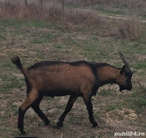 Țap alpin francez  - imagine 4