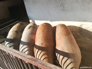 porc rasa duroc petrean crescuti natural