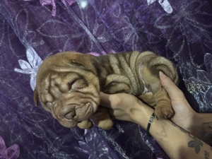 Pui Shar Pei în căutare de familie 2 fetițe și 5 băieței pentru mai multe poze sunați la nr  - imagine 2