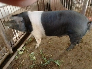 Vand Vier Bazna - imagine 3