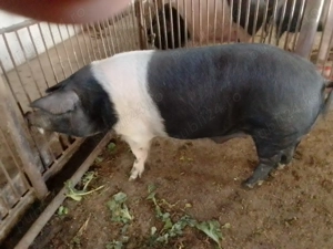 Vand Vier Bazna - imagine 2