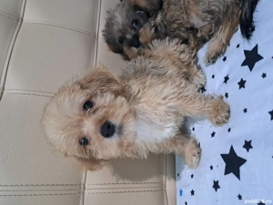 vand catel bichon  - imagine 2