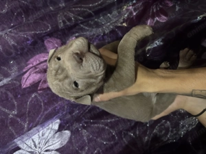 Pui Shar Pei în căutare de familie 2 fetițe și 5 băieței pentru mai multe poze sunați la nr  - imagine 7