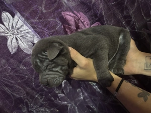 Pui Shar Pei în căutare de familie 2 fetițe și 5 băieței pentru mai multe poze sunați la nr  - imagine 6