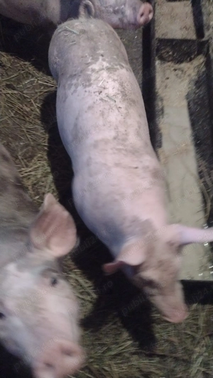 Vând purcei de 14 săptămâni, pietrain, preț 550 lei