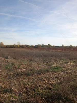 Vând teren Dâmbovița, DN 7, Găești.   Vând pădure Dâmbovița (Comuna Gura Foii) - imagine 3