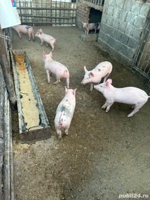 Vand purcei - imagine 2 Vand purcei - imagine 2