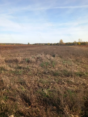 Vând teren Dâmbovița, DN 7, Găești.   Vând pădure Dâmbovița (Comuna Gura Foii) - imagine 2