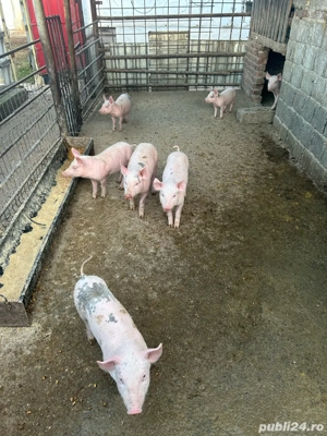 Vand purcei - imagine 3 Vand purcei - imagine 3