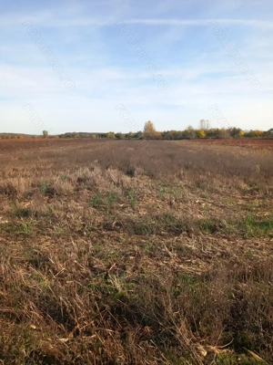 Vând teren Dâmbovița, DN 7, Găești.   Vând pădure Dâmbovița (Comuna Gura Foii) - imagine 5