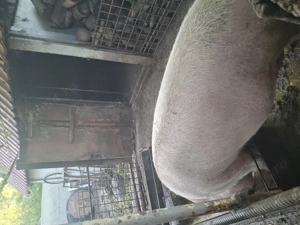 Purcea disponibila - imagine 2