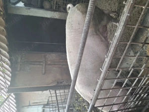 Purcea disponibila - imagine 3