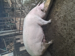 Purcea disponibila - imagine 5