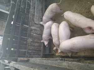 Purcei disponibili - imagine 3 Purcei disponibili - imagine 3