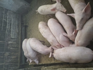 Purcei disponibili - imagine 2 Purcei disponibili - imagine 2