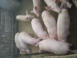 Purcei disponibili - imagine 5 Purcei disponibili - imagine 5