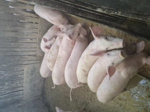 Purcei disponibili - imagine 4 Purcei disponibili - imagine 4