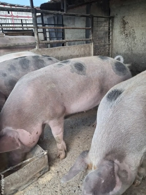de vânzare 5 masculi 70..90 kg  rasă duroc și petrean 
