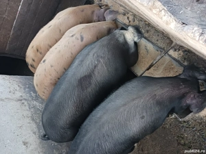 porci pt.craciun - imagine 3 porci pt.craciun - imagine 3