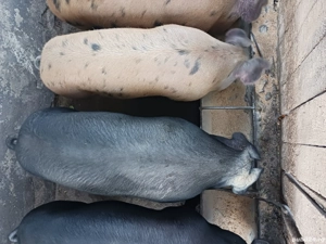 porci pt.craciun - imagine 2 porci pt.craciun - imagine 2