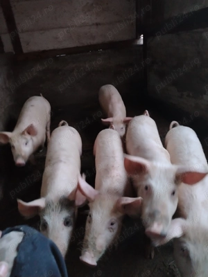 Îs căuta casa nouă purcei