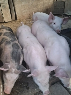 de vânzare 4 șoldănei 25 kg rasă marele alb și petrean 