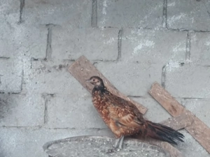 Fazani tineri de anul acesta - imagine 2