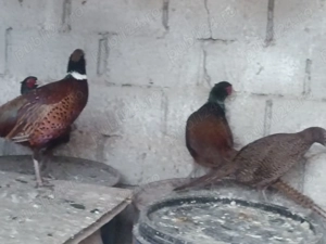 Fazani tineri de anul acesta - imagine 3