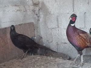 Fazani tineri de anul acesta