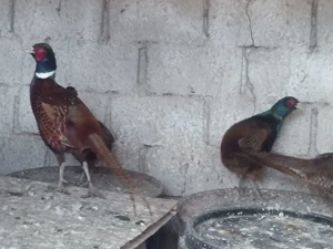 Fazani tineri de anul acesta - imagine 4