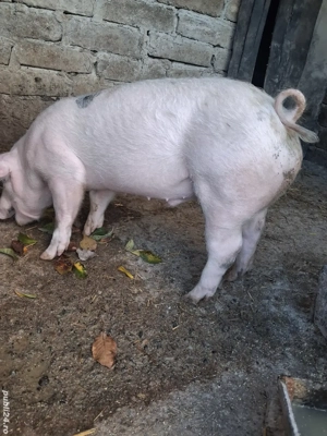 de vânzare 1 mascul 35 kg rasă marele alb ofer transport 